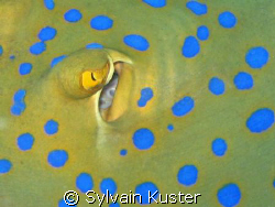 Oeil de raie pastenague à taches bleues... by Sylvain Kuster 